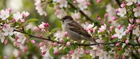 Small sparrow perched on blooming apple tree branch with delicate pink and white flowers in spring garden setting for nature and wildlife themes.