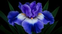 Vibrant blue and white iris flower in full bloom against dark background, with ruffled petals and striking color gradients showcasing detailed petal texture.