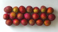 Fresh ripe pulasan exotic fruits arranged in rows on white background, showing vibrant red and yellow colors and spiky texture of tropical produce.
