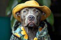 Senior gray pitbull dog wearing yellow straw hat and tropical floral shirt posing outdoors for summer vacation portrait photography.