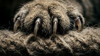 Close-up macro shot of tarantula spider paws showing detailed fur texture and sharp claws against dark background for wildlife and nature photography.