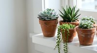 Collection of small succulent plants in terracotta pots arranged on white windowsill creating minimalist home decor display for indoor gardening enthusiasts.