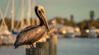 Brown pelican perched on wooden post at marina during golden hour with sailboat masts and harbor lights in soft focus background at sunset.