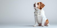 Cavalier King Charles Spaniel puppy sitting attentively on white background, brown and white coat, looking up with curious expression. For pet care and animal portraits.