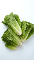 Fresh romaine lettuce hearts isolated on white background for healthy cooking and salad preparation.