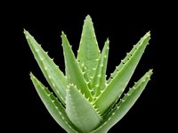 Aloe vera plant with spiky green leaves isolated on transparent background, ready for t-shirt design, stickers, clipart, print on demand, and sublimation projects.