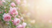 Soft pink roses blooming on bush with dreamy bokeh background creating romantic garden atmosphere for wedding invitations and spring decor projects.