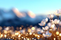 Delicate white flowers against blurred mountain backdrop with magical golden bokeh lights creating dreamy spring atmosphere at sunset.