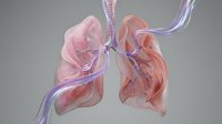Anatomical lungs with bronchial tubes and blood vessels displayed in translucent pink and red tones against neutral background. Educational medical illustration.