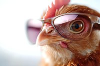 Close-up portrait of brown chicken wearing eyeglasses against blurred background, showing detailed eye and feathers in warm natural lighting.