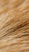 Close-up macro view of golden brown animal fur texture with fine individual hairs visible, natural organic pattern for beauty and wellness concepts.