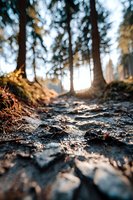 Sunlight breaking through pine forest with rocky trail path at golden hour, creating atmospheric woodland scene for nature and hiking concepts.
