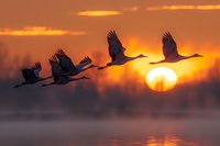 Silhouettes of sandhill cranes flying in formation against dramatic orange sunset sky with glowing sun and misty water reflection.