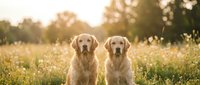 Two golden retriever dogs sitting together in a sunny meadow field with wildflowers and trees, outdoor pet portrait.