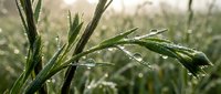 Fresh green grass blades covered with morning dew drops in soft natural light creating peaceful outdoor scene for wellness and nature concepts.