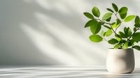 Green houseplant with glossy leaves in white ceramic pot against minimalist wall with soft shadow play, perfect for home decor blogs.
