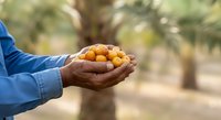 Farmer holding freshly harvested yellow dates in palm of hand outdoors in orchard, suitable for agriculture, food production, and harvest-related content.