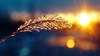 Delicate grass blade covered in morning dew drops glowing in golden sunrise light against blurred blue background creates dreamy natural atmosphere.