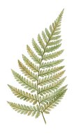 Botanical fern frond illustration isolated on white background, suitable for design, print, and decorative applications.