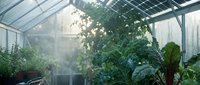 Lush tropical plants and climbing vines thrive inside a glass greenhouse with natural sunlight streaming through the roof panels, creating an ideal environment for botanical cultivation and plant propagation.