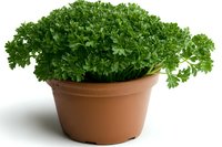 Fresh curly parsley plant growing in brown plastic pot isolated on white background. Aromatic culinary herb for cooking and garnishing dishes.