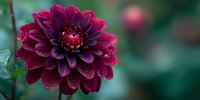 Deep burgundy dahlia flower with water droplets on petals blooming in garden with soft blurred green background for floral design and nature photography.