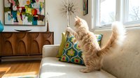 Fluffy ginger cat stretching on beige sofa with decorative peacock pillow in bright living room with wooden furniture and artwork.