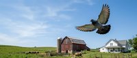 Pigeon flying over rural farmstead with red barn, white house, and green pasture under blue sky. Suitable for agriculture, countryside, and wildlife themes.