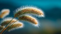Golden foxtail grass plumes against blurred teal background, showcasing delicate texture and warm tones in soft focus nature photography.