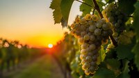 Ripe white grapes hanging on vine in vineyard at golden sunset, perfect for wine production, agriculture and harvest concepts.