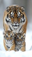 Majestic Bengal tiger mother with two cubs walking through snowy landscape, close-up portrait showing protective parental behavior and natural wildlife family bond.
