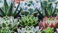 Colorful succulent garden with various species including haworthia and echeveria plants in natural arrangement for home decor and gardening projects.