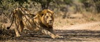 Majestic male lion stretching in natural savanna habitat with golden mane and powerful stance showcasing wild African wildlife behavior in warm sunlight.