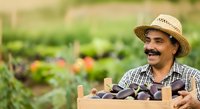 Male farmer with mustache wearing straw hat and checkered shirt holding wooden crate of fresh eggplants in vegetable garden during harvest season.