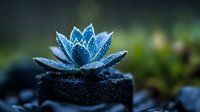 Sparkling blue succulent plant with frost or dew drops in dark soil against blurred natural background, creating magical garden atmosphere. Macro photography for nature blogs.