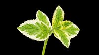 Fresh green variegated herb leaf isolated on transparent background, ready for t-shirt design, stickers, clipart, print on demand, and sublimation projects.