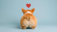 Adorable orange fluffy rabbit sitting with back turned showing round bottom with red heart floating above on light blue background for love concepts.