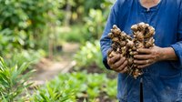 Farmer holding freshly harvested Jerusalem artichokes with soil in garden setting, suitable for agriculture, farming, organic produce, and food industry marketing materials.