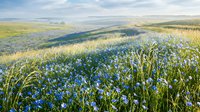 Sunny summer meadow covered with blooming blue wildflowers, green grass, and rolling hills under a soft misty morning sky.