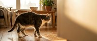 Tabby cat walking on wooden floor in cozy sunlit living room, curious domestic pet exploring home interior with warm natural light.