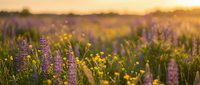 Purple lupine wildflowers and yellow blooms in meadow during golden hour sunset with warm bokeh background for nature and botanical designs.
