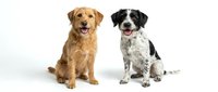 Two adorable dogs sitting together on white background, golden retriever and mixed breed puppy companions isolated for pet care design projects.