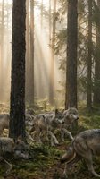 Wolf pack moving through misty coniferous forest with dramatic sunlight filtering through tall pine trees creating atmospheric woodland scene for wildlife photography.