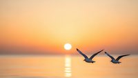 Two seagulls flying over calm ocean water during golden sunset with warm orange and pink sky colors reflecting on sea surface creating peaceful seascape scene.