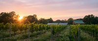 Vineyard rows at golden hour with sun setting behind grapevines and farmhouse in distance, agricultural landscape for wine production and rural farming concepts.