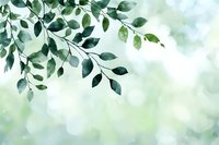 Fresh green leaves on delicate branches against soft bokeh background in watercolor style, creating serene natural atmosphere for wellness and spa designs.