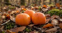 Fresh orange pumpkins scattered on autumn forest floor among fallen leaves and moss, seasonal harvest decoration for Halloween and Thanksgiving celebrations.