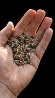 Open palm holding mixed seeds isolated on transparent background, ready for clipart, t-shirt design, print-on-demand products, stickers, and sublimation projects.