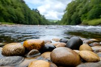 Smooth river rocks in various natural colors and textures along flowing water edge, with lush green forest and cloudy sky reflecting in stream background.