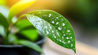 Fresh green leaf with morning dew drops in sunlight, macro photography showing nature details and water droplets on glossy foliage surface.